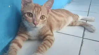 Recording my cat because i'm unemployed