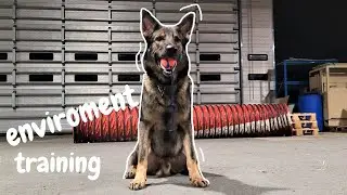 Environment training for dogs / obstacle course / agility