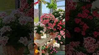 Start Your Unique Home Garden Decor Inspiration 🌼🌱💚#gardening #garden #homegardendecor #asmr #nature