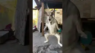 Husky on the Beat#animals #dog #shorts