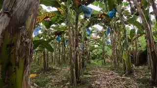 Eto yung update ko sa Saging Saba 