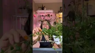 A little maintenance for my goldfish plant #plantcare #plantlovers #propagation