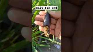 Monkey-Proof Your Garden (DIY)