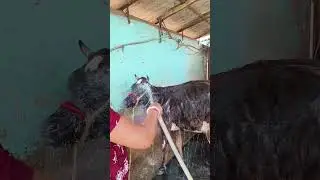 cow bathing short video