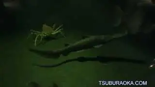 水槽をゆったりと泳ぐミツクリザメ(ゴブリンシャーク) 11月10日 葛西臨海水族園 ミツクリザメ ゴブリンシャーク
