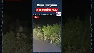 Shirur Leopard - शिरूर तालुक्यात 3 बछड्यांचा वावर
