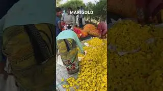 MARIGOLD FARM &hellip; #india #pktraveldays #travel #nature #marigold #marigoldflower #marigoldgarden