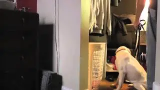 Handling - Reading a False Alert by a Scent Detection Canine