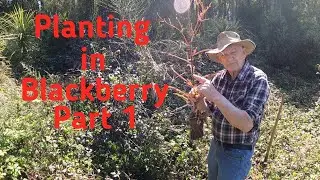 Plant native trees New Zealand. Plant in Blackberry Part 1. Te Ngahere hou #nz #nativetrees