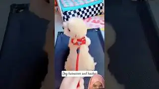 dog harness and leash#cutedog#shortsshorts #viralshort#viraldogsvideo #plzviralmyvideo#foryouシ#viral