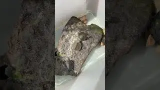 🐢#Turtles basking  #turtle basking area #diy basking area