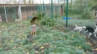13.11.2019 Hundepension Schlappm&uuml;hle