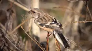 イノコズチ大好きベニマシコ♂