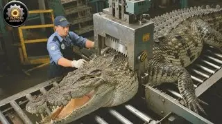 Inside a Brutal Crocodile Processing Factory &ndash; Giant Crocodiles on Conveyor Belts