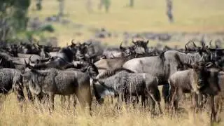 Short clip about Tanzanian great migration. By Julia Sundukova