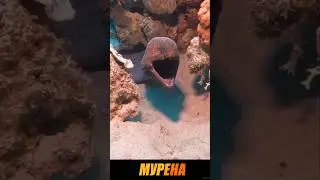 Самые опасные морские животные #животные #факты
