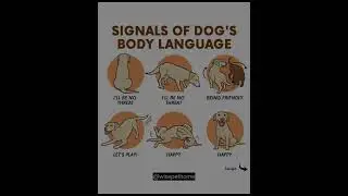 👉 Every Tail Has a Meaning 🐾 Decode Your Dog&rsquo;s Body Language 💛