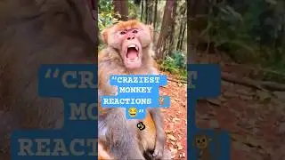 Crazy Monkey Reactions 🐒😂 | Funniest Monkey Videos 2025