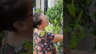 Phạm thị Loan #cut and repair ornaments plants #gardening