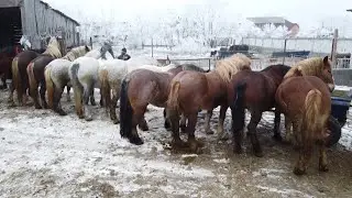 Caii lui Radu de la Hadareni, Mures - Mesajul - 2020 Nou!!!