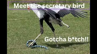 The Secret of the Secretary Bird: The Ultimate Hunter of the Savannah
