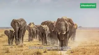 Are African elephants going extinct?