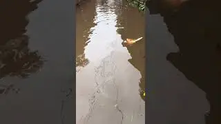 Patna Flood #patna #bihar