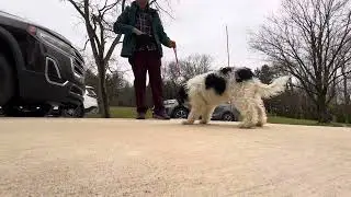 Riley Leash Work Outdoors 11/26