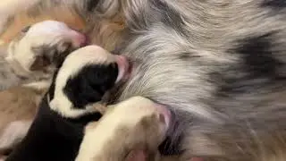BLISS Born 1-1-26  MiniAussiesInColorado.com