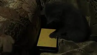 DSCF0908