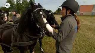 Paardenmarathon Driezum-Wâlterswâld: 