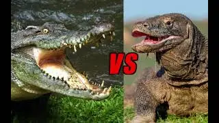 Alligator vs Komodo dragon/Vs animal battlez first short