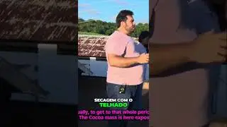 Processo de fermenta&ccedil;&atilde;o. Cacau de qualidade. Controle do sol com telhado. Ilh&eacute;us, Cacau, Chocolate.