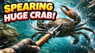 Catching a HUGE Crab With a Spear | POV