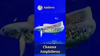 Channa Amphibeus #short #shorts #shortvideo