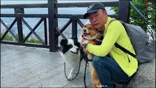 Mountain Adventure with Panda and Xiuxiu#dog #pet #corgi #cute #doghiking #doglife #hikingwithdogs