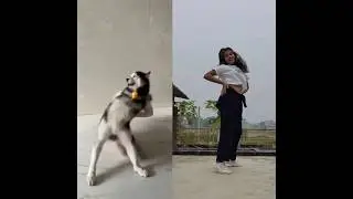 Husky Reels Dance Trend|Viral Husky Dancing Dog |#shorts #viral #trending #instagram #shortsfeed