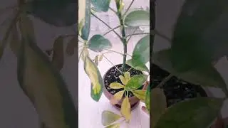 #WHY DO THE LEAVES OF THE CHEFLERA PLANT TURN YELLOW OR DRY? HOW TO PREVENT LEAF YELLOWING? WHAT ...