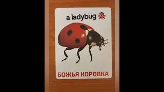Наглядный словарь. Насекомые 🐞 #shorts #picture_dictionary #english #insects #английский #школа