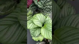 Conhe&ccedil;a as Calatheas! #plantas #calatheaplant #calathea #curiosidades
