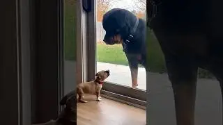 a baby dog make angry #funny #pets #comedy #puppy #labrador #dogs