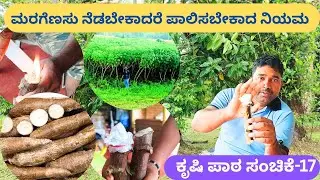 ನೀವು ಮರಗೆಣಸನ್ನು ಸುಲಭವಾಗಿ ಬೆಳೆಯಬಹುದು‼️ ಯಾಕೆ ತಡ ⁉️ ಮರಗೆಣಸು ನಾಟಿಯ ಸಂಪೂರ್ಣ ಮಾಹಿತಿ @ಮಲೆಬೆಟ್ಟು ಫಾರ್ಮ್