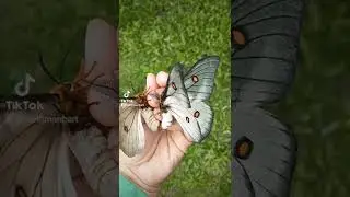 Moths that are mating!