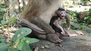 Wild monkeys in Amber troop  - Wildlife Animal 624