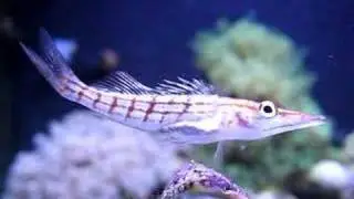 Longnose Hawkfish