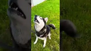 Codename: Dogs Around The Corner - Initiation