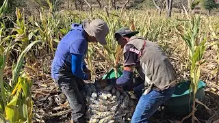 🌽🌽tapiscando maíz en la milpa de mi hermano yonatan 