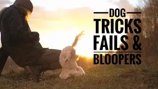Dog tricks bloopers & fails