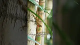 Facts You Didn't Know About Bamboo