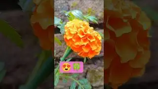 nature's #flower #beauty #🥰🍀🌸🏵️
